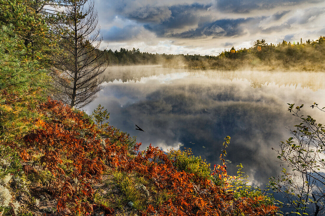 Farne am Ufer des Tahquamenon River bei Sonnenaufgang, in der Nähe von Paradise, Michigan, obere Halbinsel.