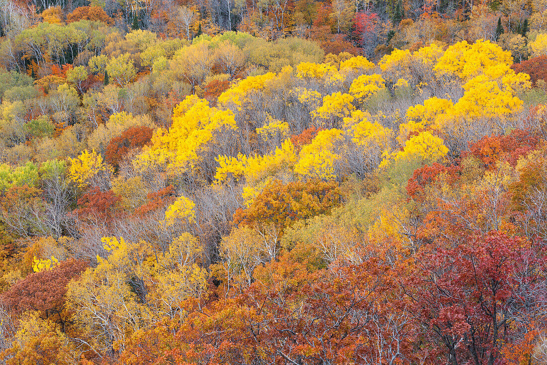 Autumn displays brilliant colors on the hardwood forests of the upper peninsula of Michigan.