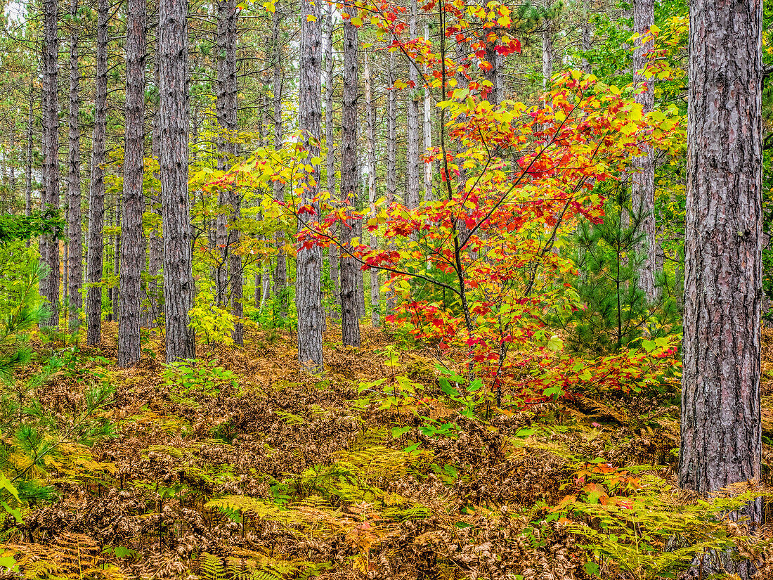 USA, Michigan. Herbstfarben im Hartholzwald der oberen Halbinsel