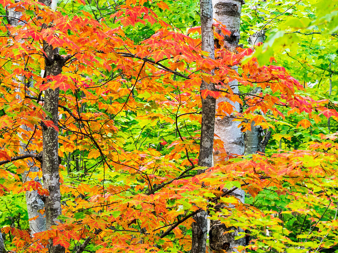 USA, Michigan. Herbstfarben im Hartholzwald der oberen Halbinsel