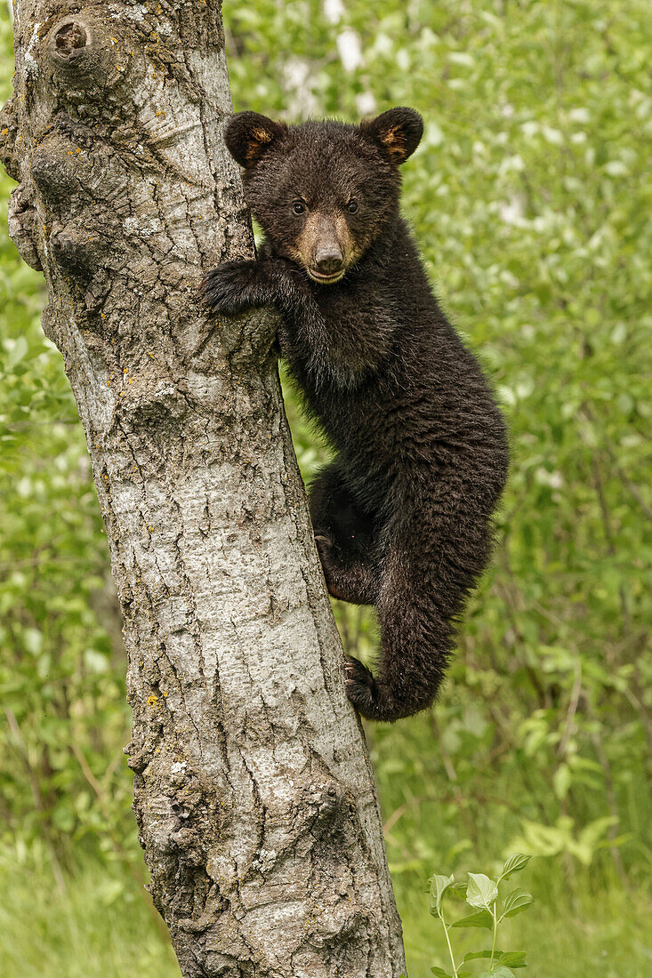 Black bear cub in tree, Ursus americanus Minnesota