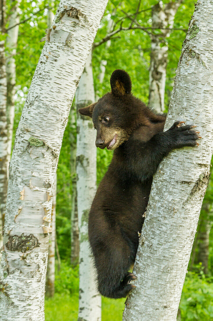 USA, Minnesota, Minnesota Wildlife Connection. Kletternder Baum des gefangenen schwarzen Bärenjungen