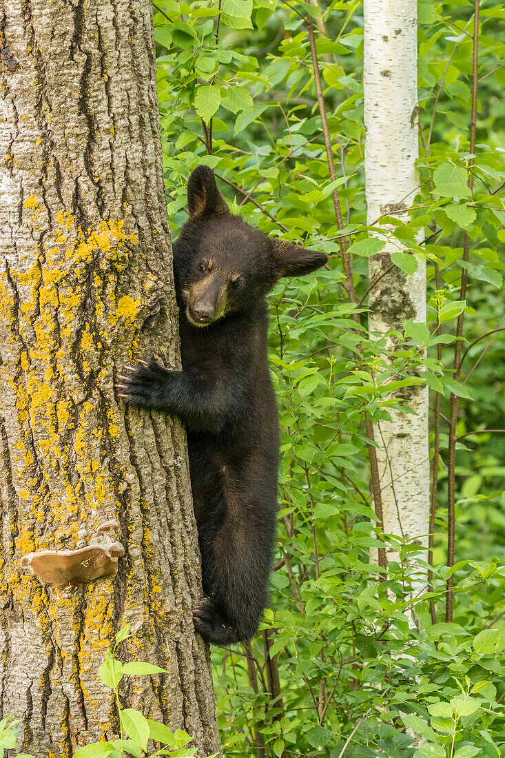 USA, Minnesota, Minnesota Wildlife Connection. Captive black bear cub climbing tree