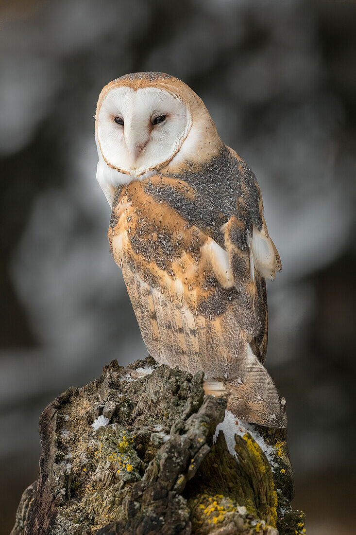 Barn owl, Montana.