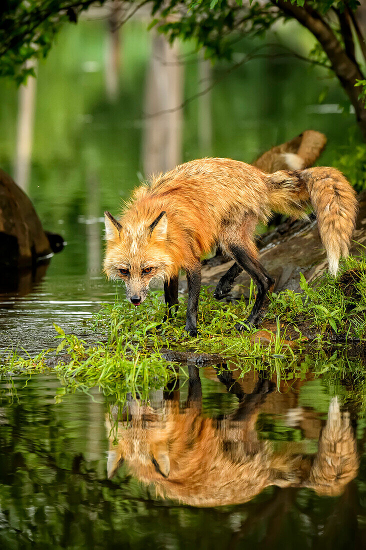 USA, Minnesota, Sandstone, Minnesota Wildlife Connection. Red fox reflected at water's edge after drinking with kit nearby.