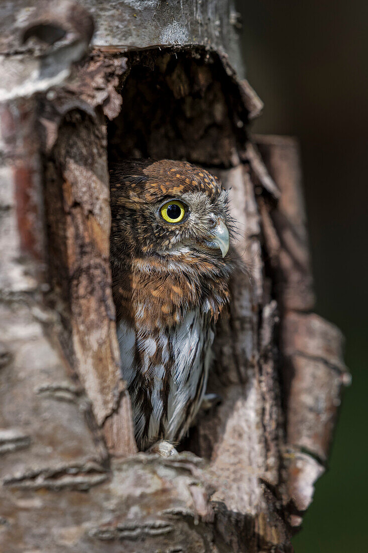 Northern pygmy owl, Montana