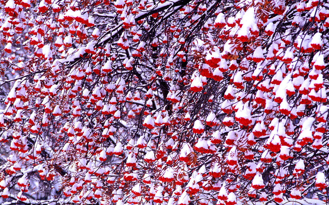 Mountain Ash Tree and berries covered in freshly fallen snow in Whitefish, Montana