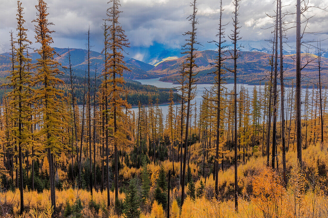 Stormy clouds in autumn tamarack forest above Hungry Horse Reservoir in the Flathead National Forest, Montana, USA