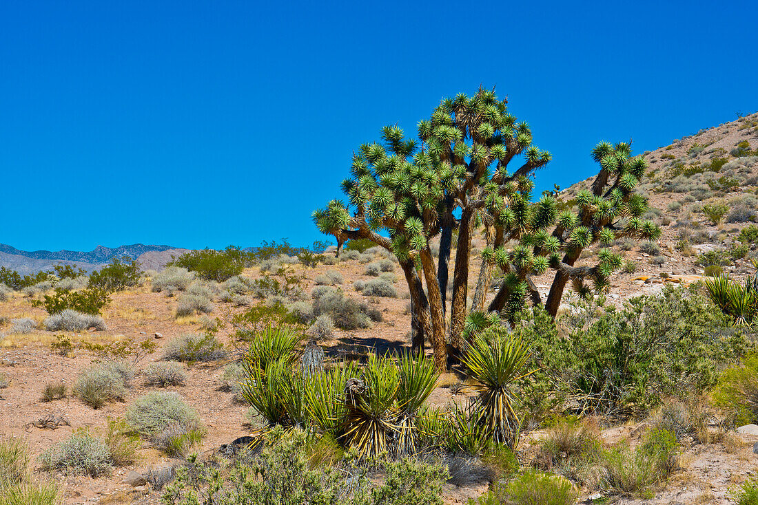 USA, Nevada. Mesquite. Gold Butte National Monument, Aussicht auf die Blackhawk Road