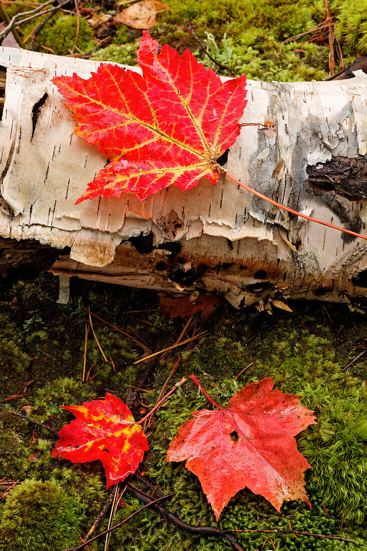 Ahornblätter auf gefallenem Birkenholz, White Mountains National Forest, New Hampshire