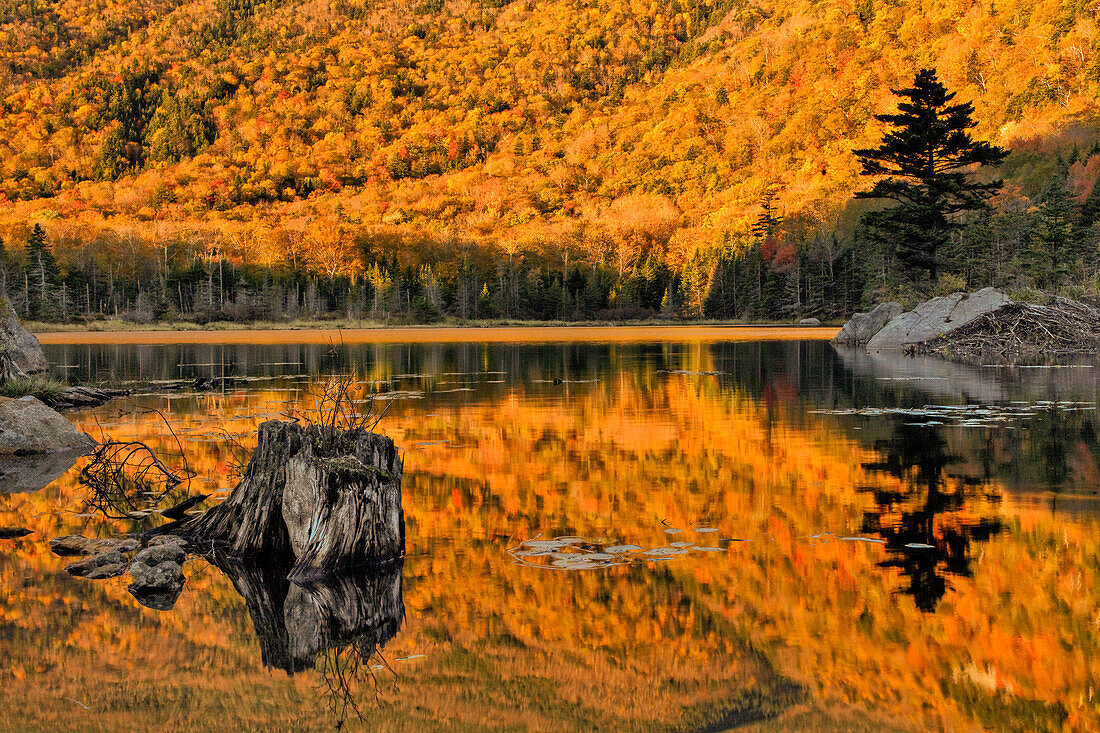 Herbstfarben spiegeln sich auf Biberteich, White Mountains National Forest, New Hampshire