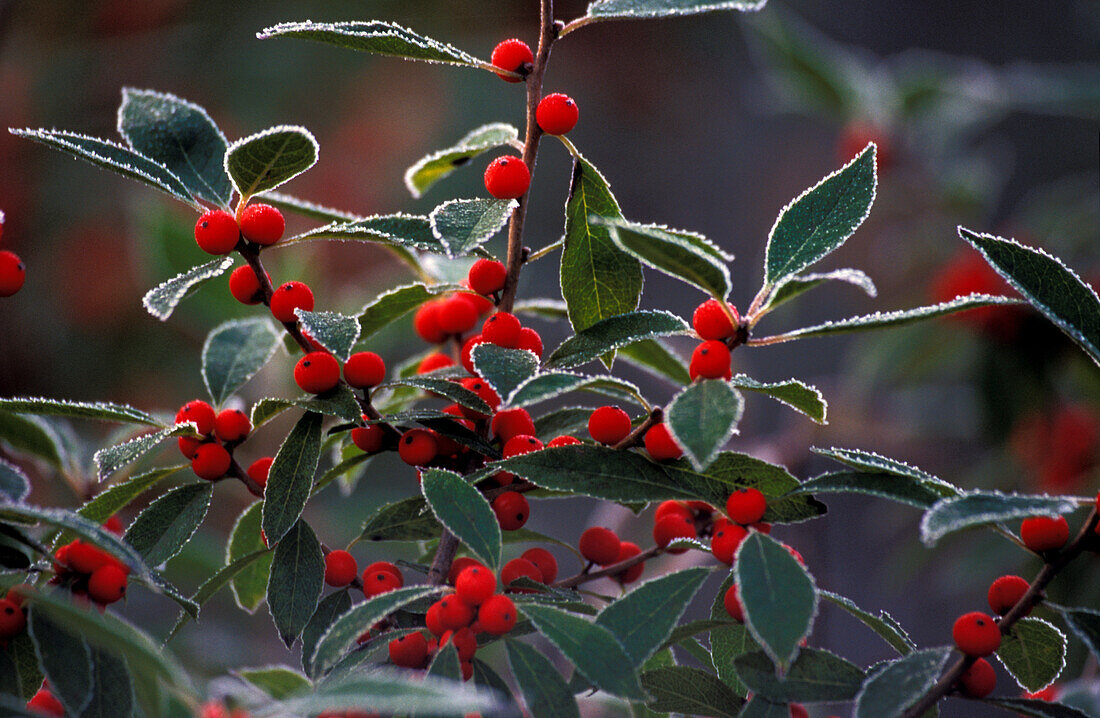North America, United States, New England. Holly berries with frost.