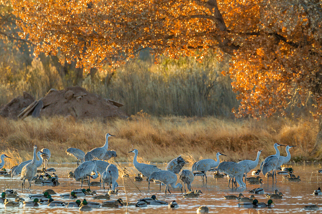 USA, New Mexico, Bosque del Apache National Wildlife Refuge. Kanadakraniche und Wasservögel im Wasser