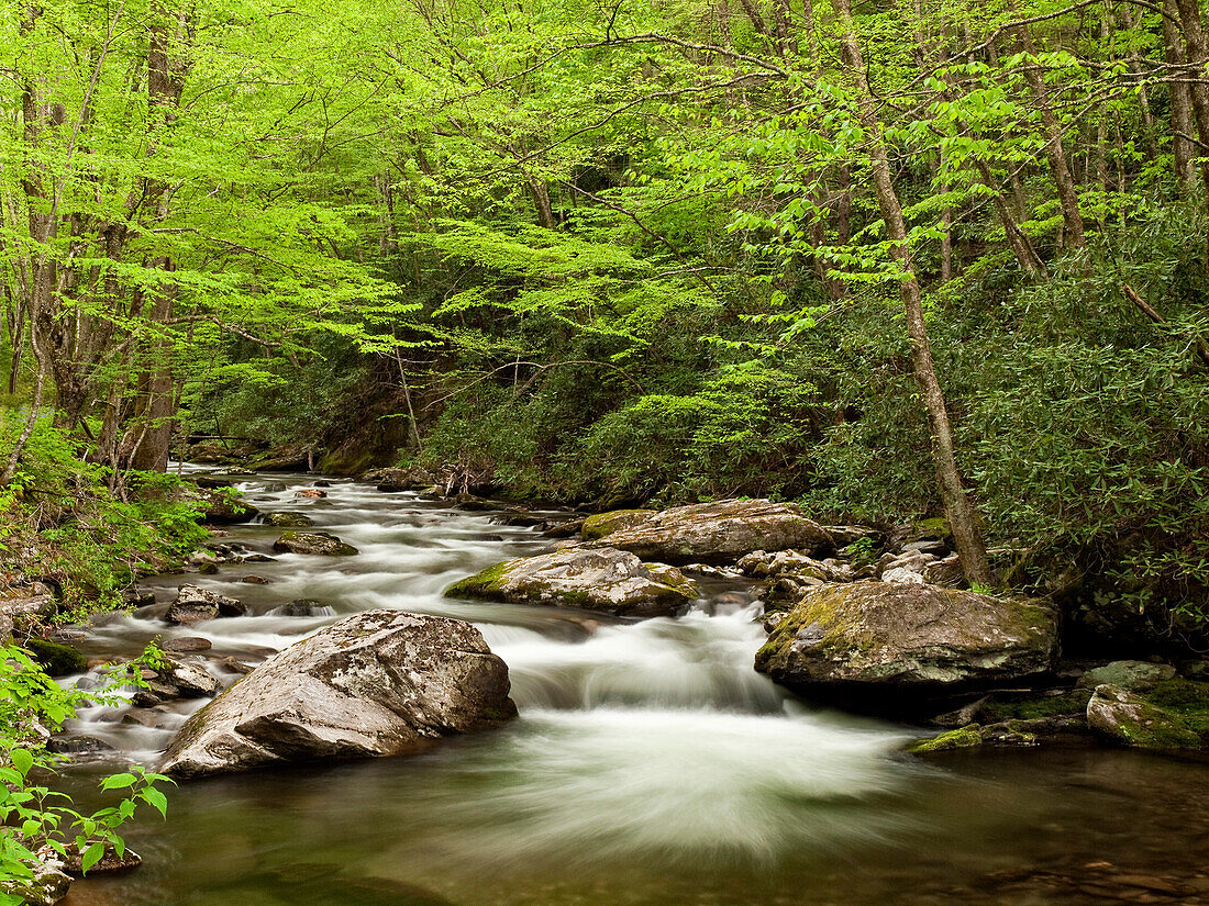 USA, North Carolina, Great Smoky Mountains National Park, Straight Fork flows through forest