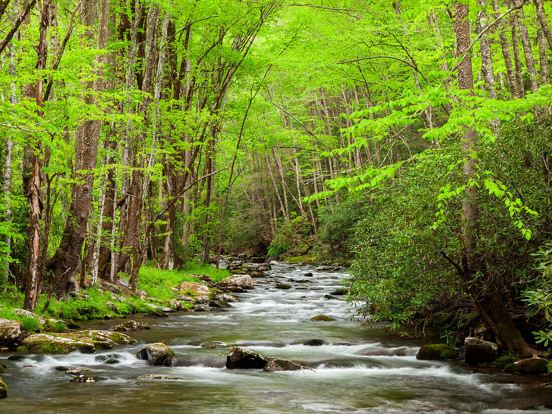 USA, North Carolina, Great Smoky Mountains National Park, Straight Fork fließt durch Wald