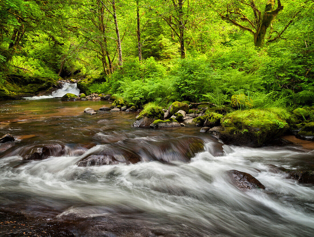 USA, Oregon, Siuslaw National Forest, Sweet Creek