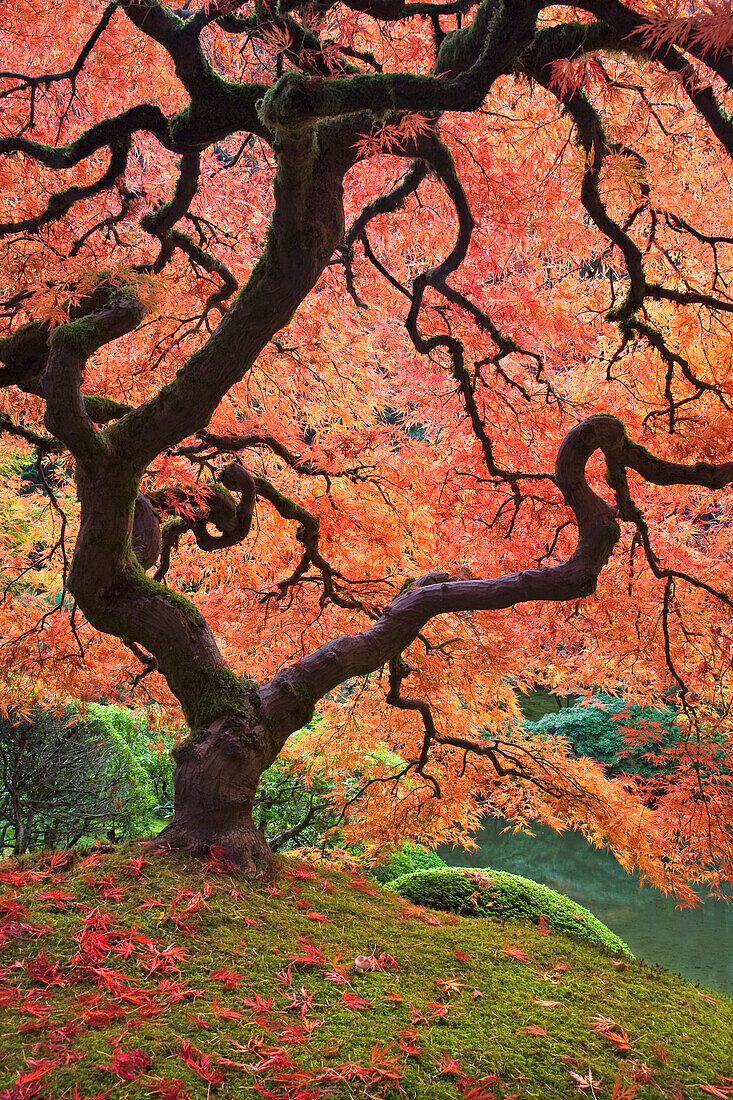 USA, Oregon, Portland. Japanese maple trees in autumn color at Portland Japanese Garden