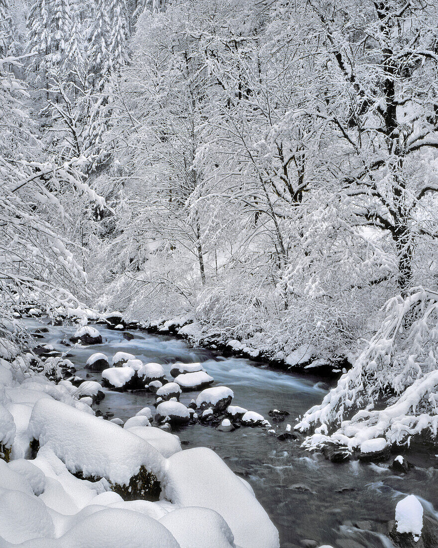 USA, Oregon, Mt. Hood National Forest. Snow on Boulder Creek