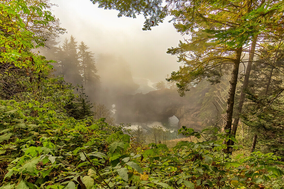 USA, Oregon, Natural Bridges. Forest and ocean landscape