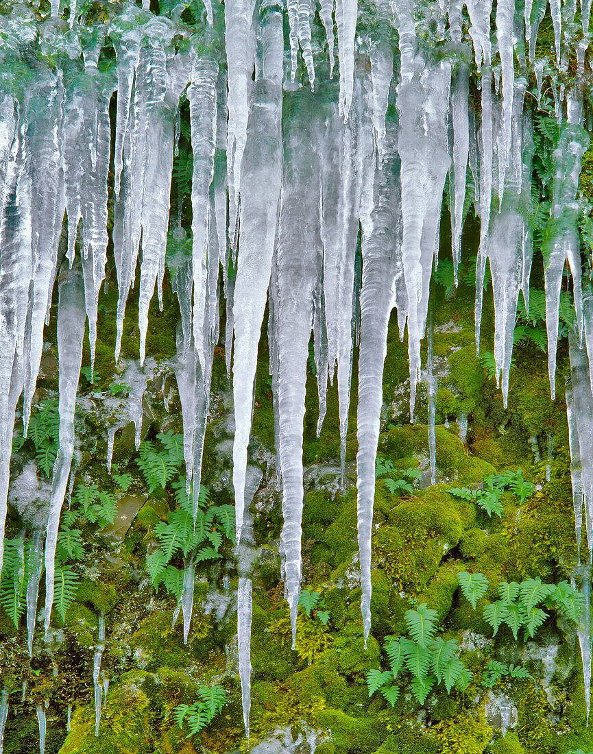 USA, Oregon, Columbia River Gorge National Scenic Area. Icicles on cliff covered with moss and licorice ferns.
