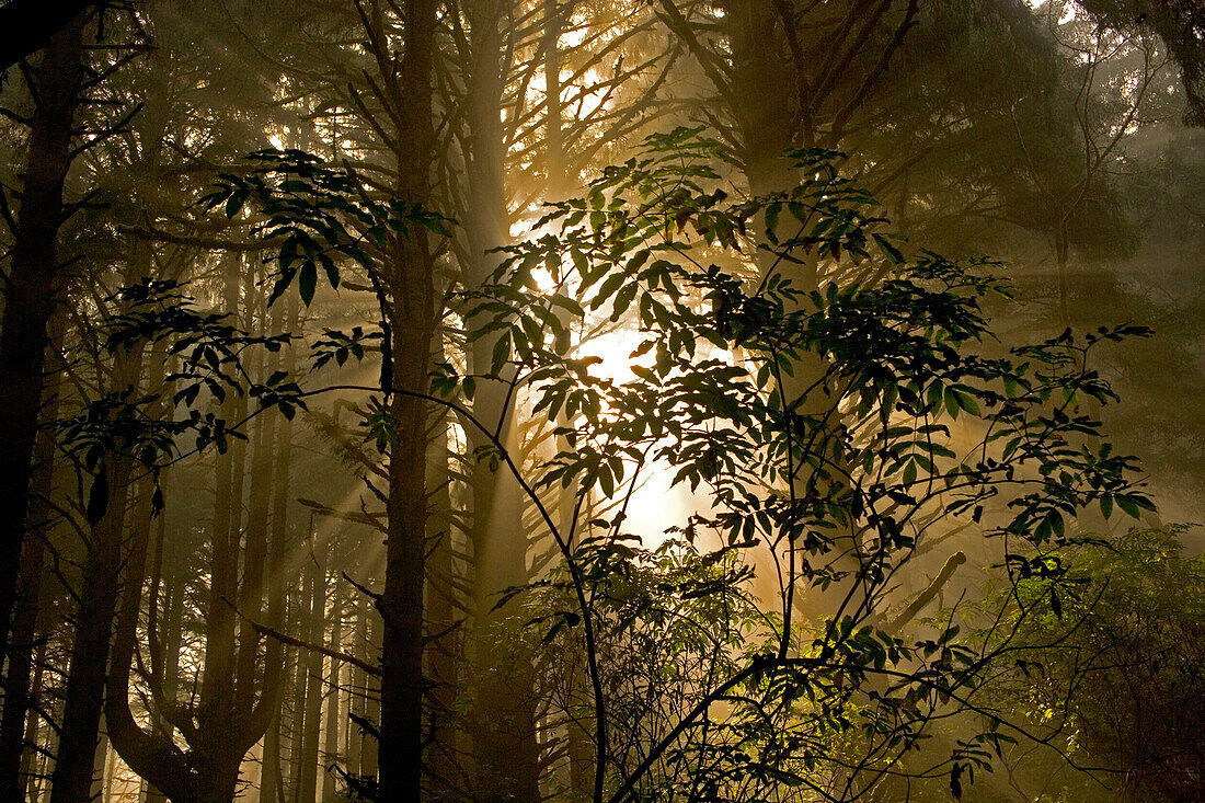 Sun through fog and evergreen forest along the Oregon Coast