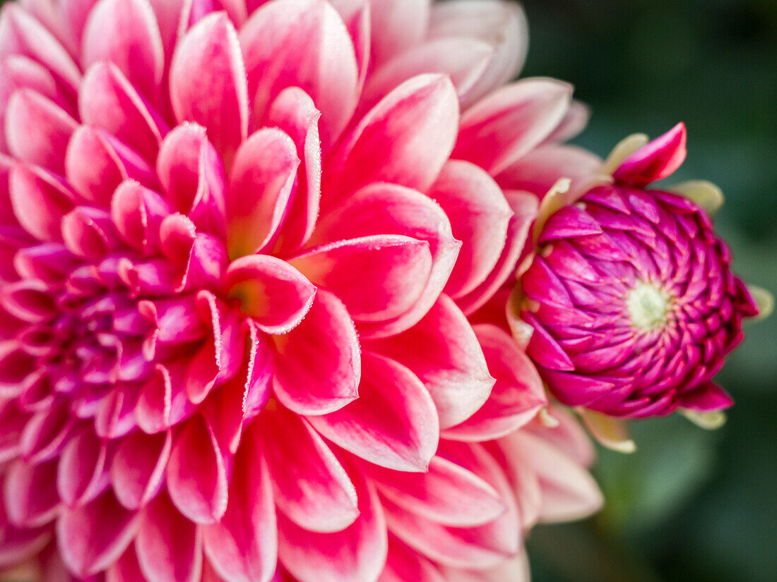 USA, Oregon, Canby, Clackamas County. Close-up of a dahlia variety.