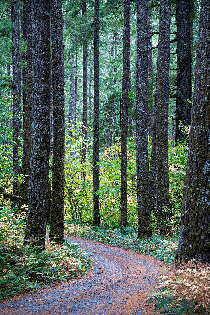 Schotterstraße schlängelt sich durch herbstfarbenen Weinahorn und hohe Douglasie in der Nähe des McKenzie River, Cascade Range, Oregon.