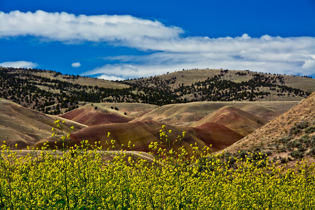 Gemalte Hügel Mitchell Oregon USA