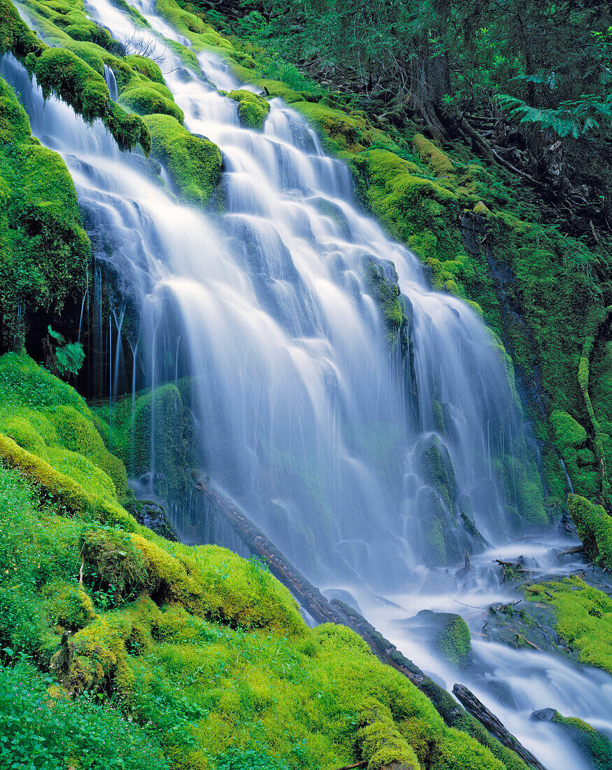 USA, Oregon, Proxy Falls. Proxy Falls stürzt einen moosigen grünen Hang in der Cascades Range in Oregon hinunter.