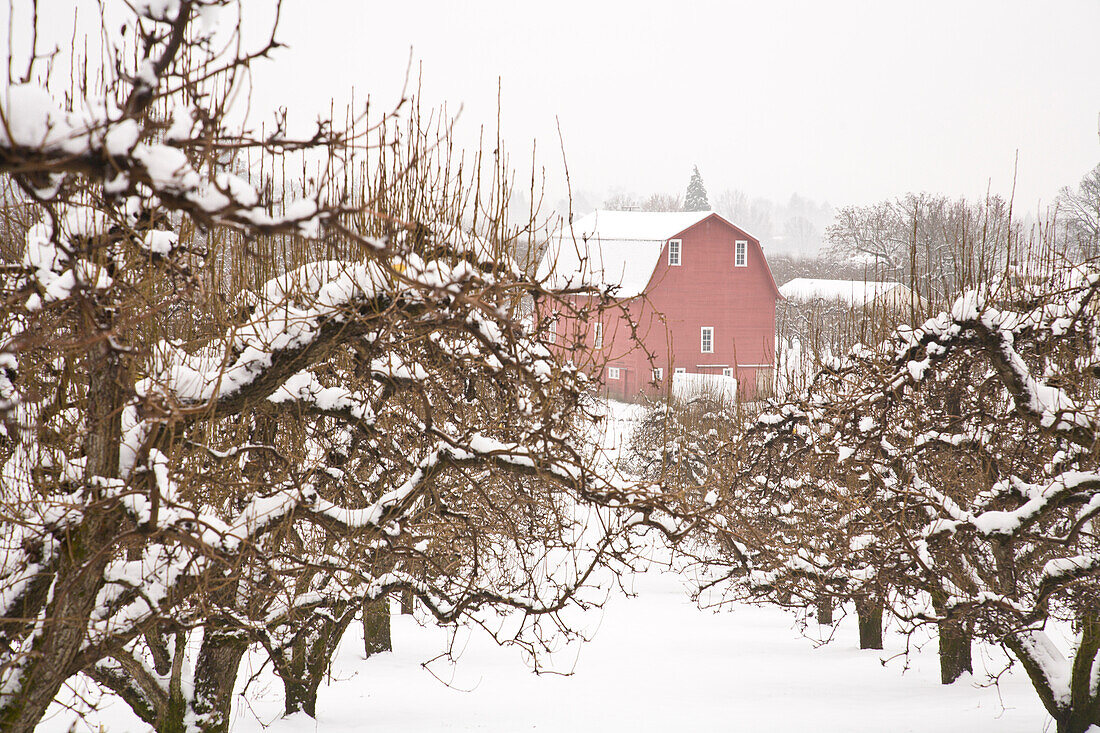 USA, Oregon, Hood River. Schneebedeckte Apfelbäume und Scheune.