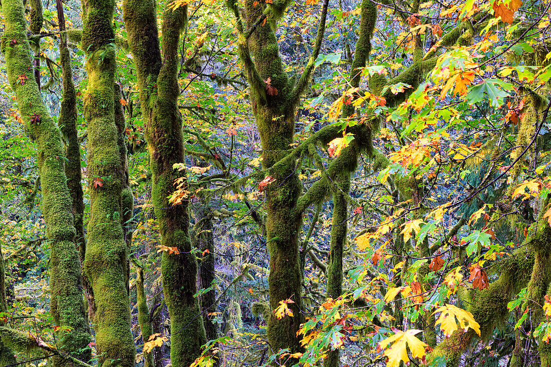 Bunte Herbstfarben im Wald. Columbia-River-Schlucht. Oregon. Vereinigte Staaten von Amerika.