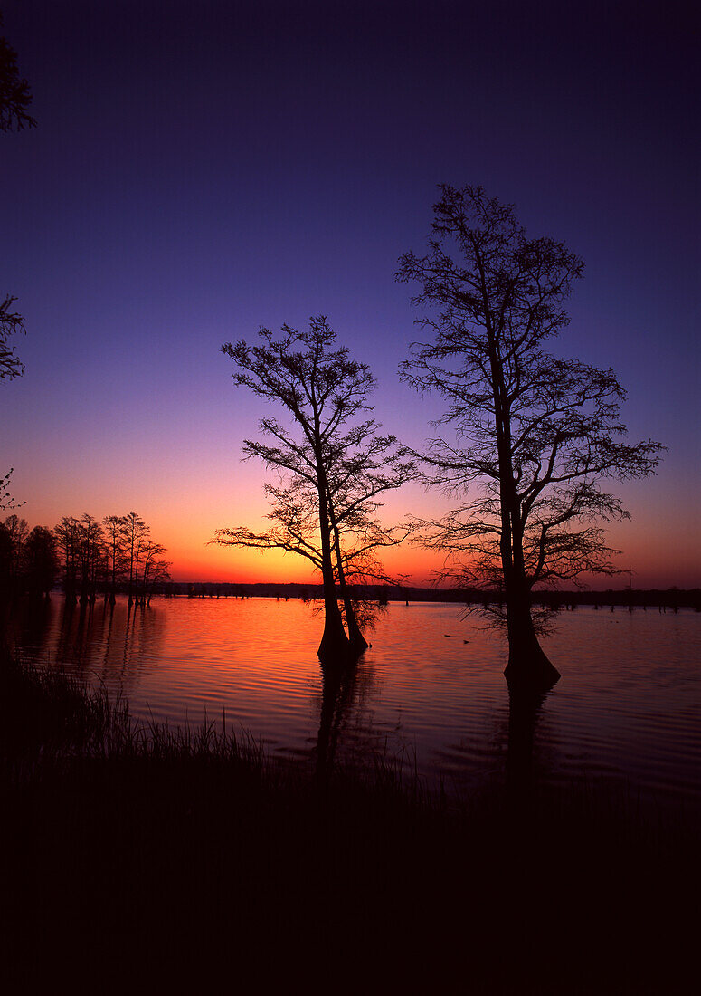USA, Tennessee, Reelfoot National Wildlife Refuge, Trees reflected in water at dawn ()