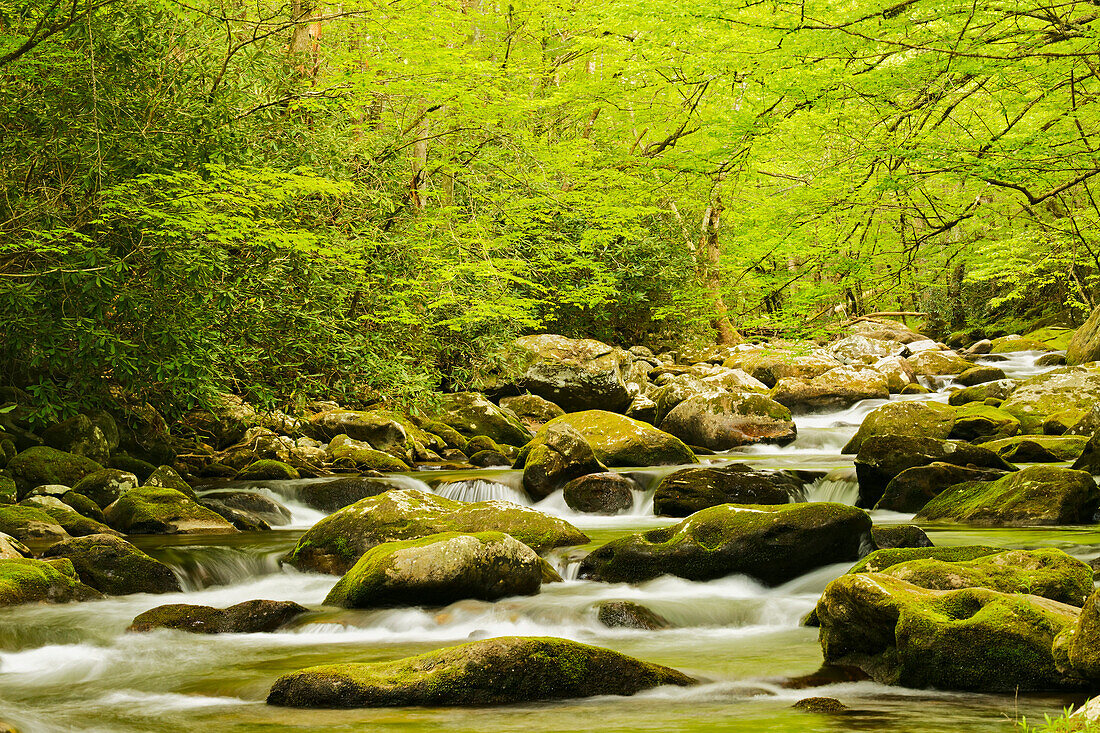 Roaring Fork in spring, Roaring Fork Motor Nature Trail, Great Smoky Mountains National Park, Tennessee