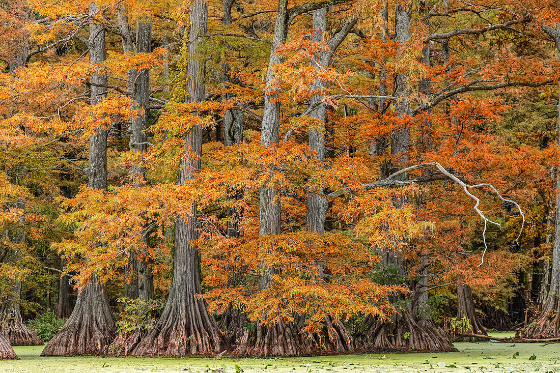 Herbstansicht der kahlen Zypressen, Reelfoot Lake State Park, Tennessee.