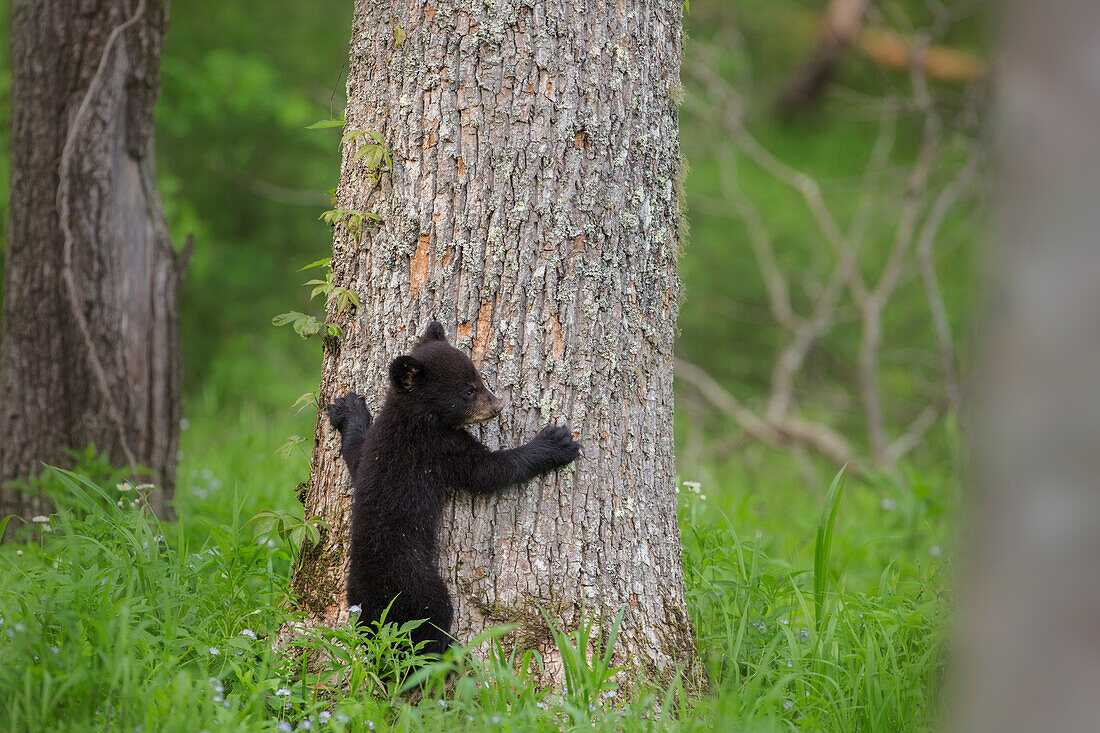 USA, Tennessee, Great-Smoky-Mountains-Nationalpark. Schwarzes Bärenjunges bereitet sich darauf vor, auf einen Baum zu klettern