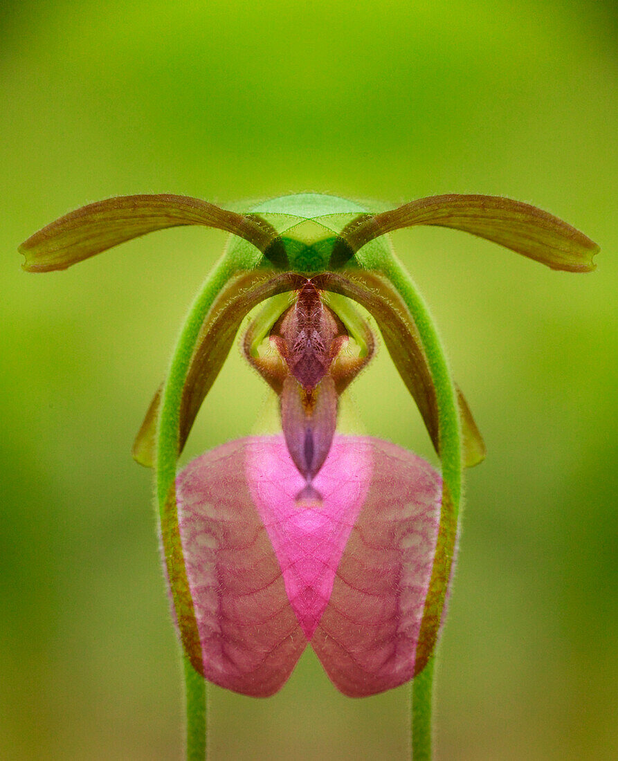 Digital mirroring of Pink Lady's Slipper