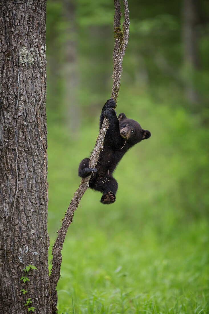 USA, Tennessee. Black bear cub playing on tree limb