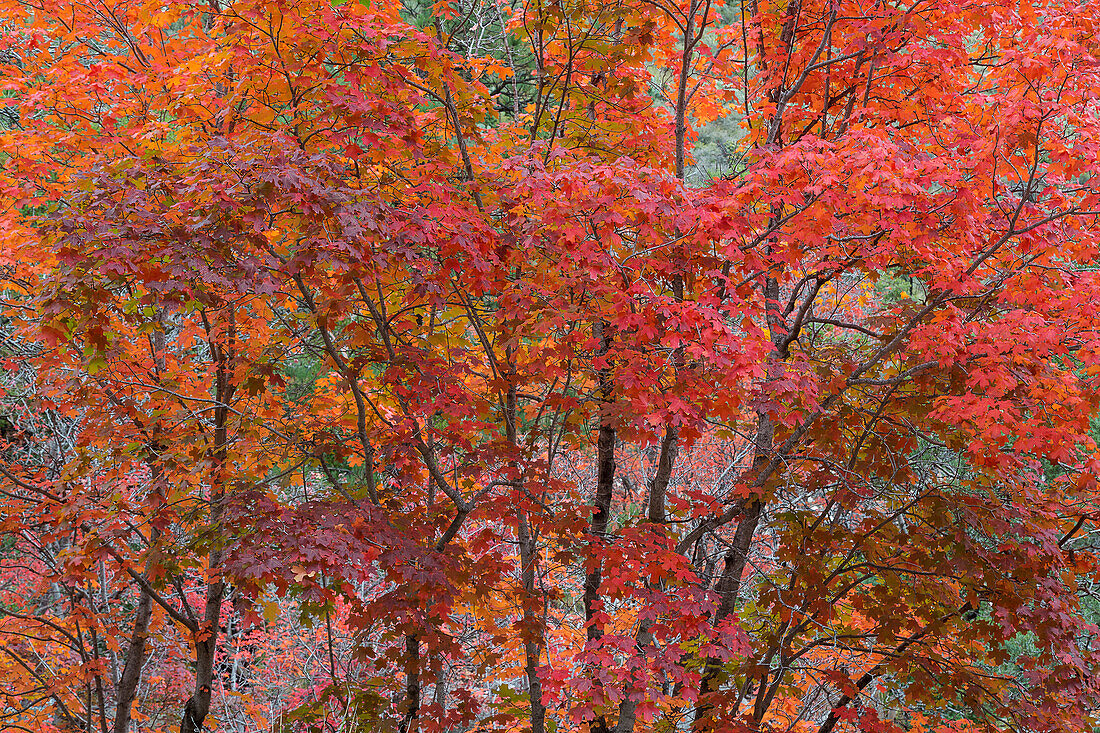 USA, Texas, Guadalupe Mountains National Park. Scenic of bigtooth maple trees