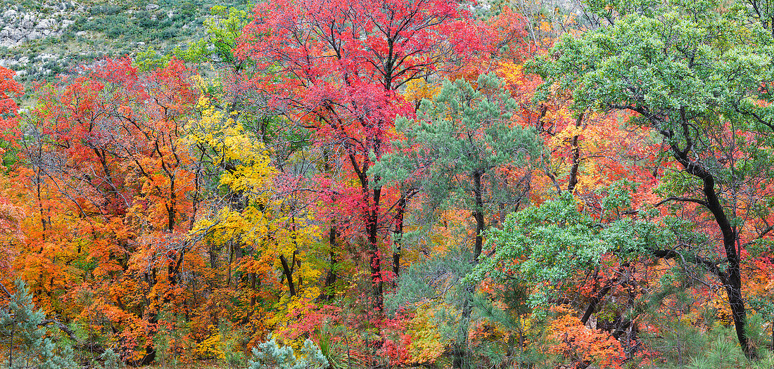 USA, Texas, Guadalupe-Mountains-Nationalpark. Zusammengesetztes Panorama des McKittrick Canyon