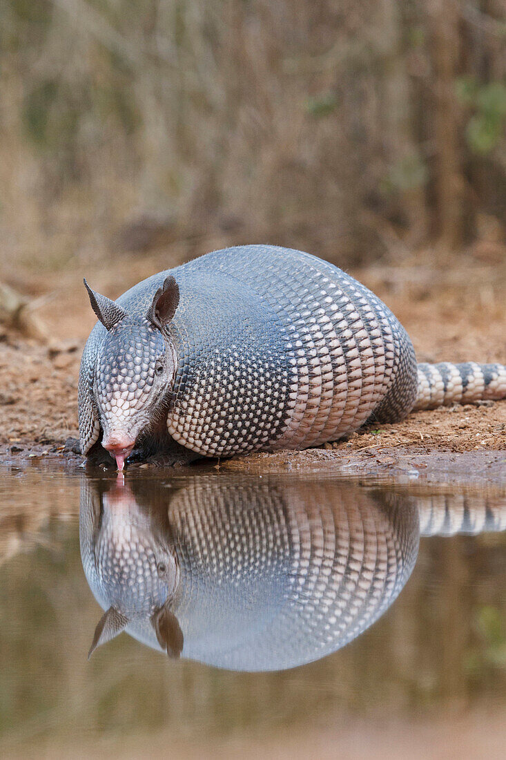 Neunbinden-Gürteltier (Dasypus novemcinctus) trinkt am Teich im Süden von Texas