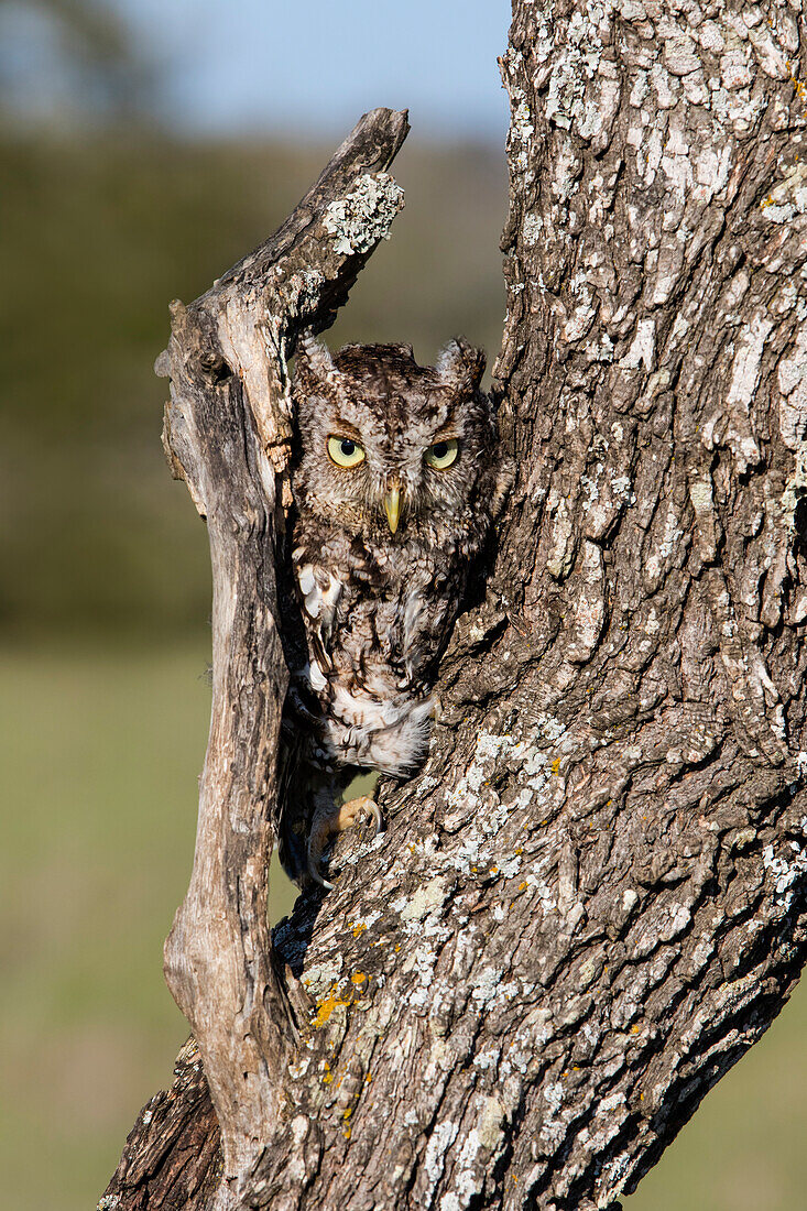 Eastern Screech Owl (Otus Asio) roosting in tree