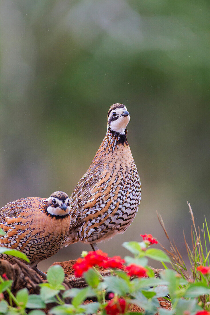 Nördlicher Bobwhite (Colinus Virginianus) auf Nahrungssuche.