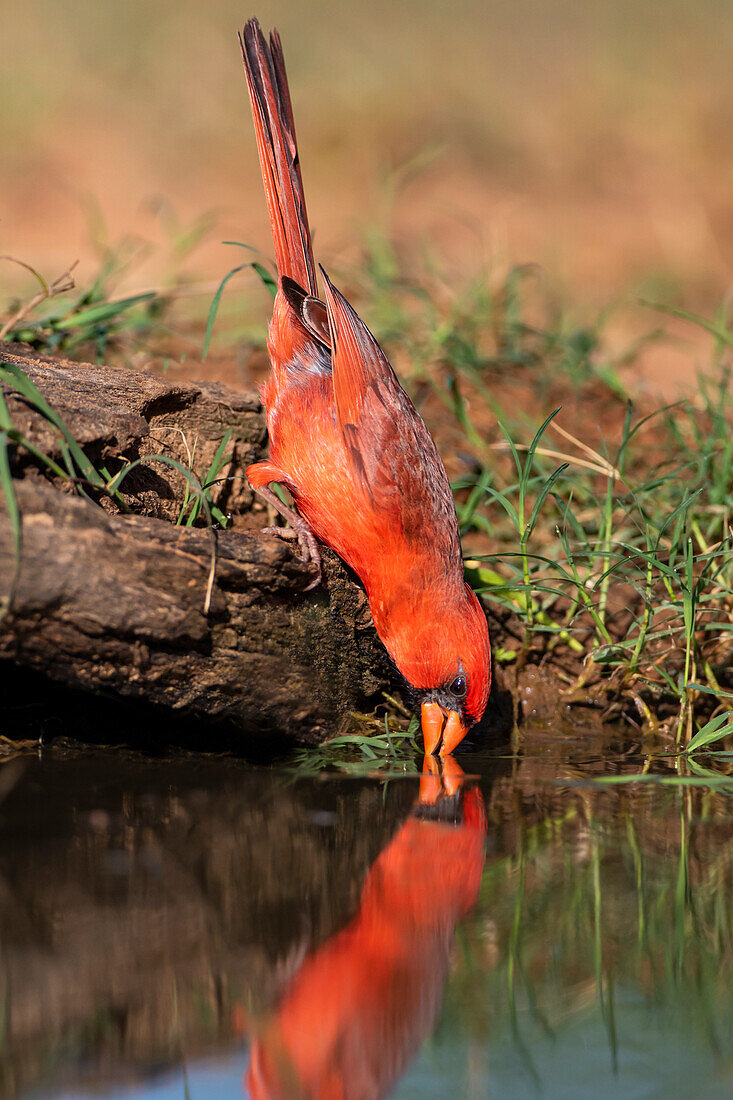 Northern Cardinal (Cardinalis cardinalis) drinking