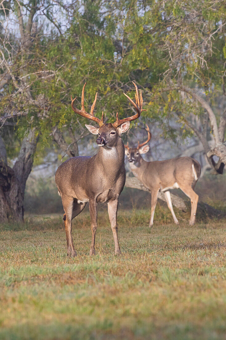 Weißwedelhirsche (Odocoileus Virginianus) Männchen im Zuchtzustand