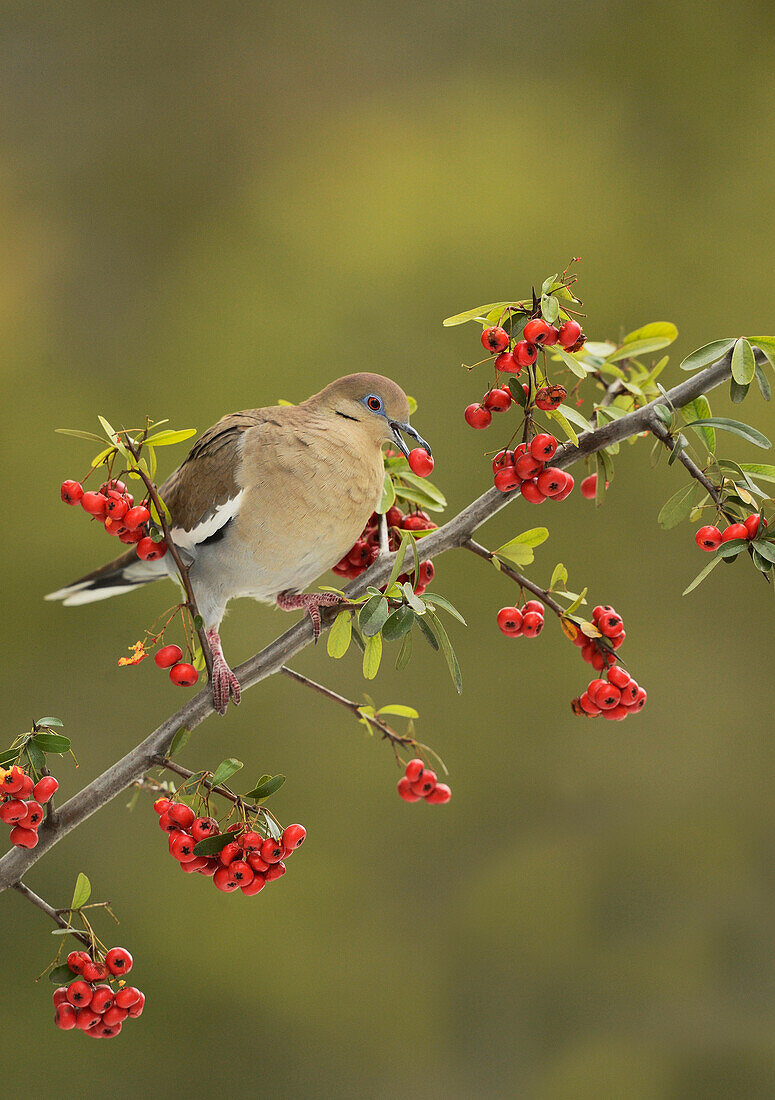 White-winged Dove (Zenaida asiatica), adult eating Firethorn (Pyracantha Coccinea) berries, Hill Country, Texas, USA