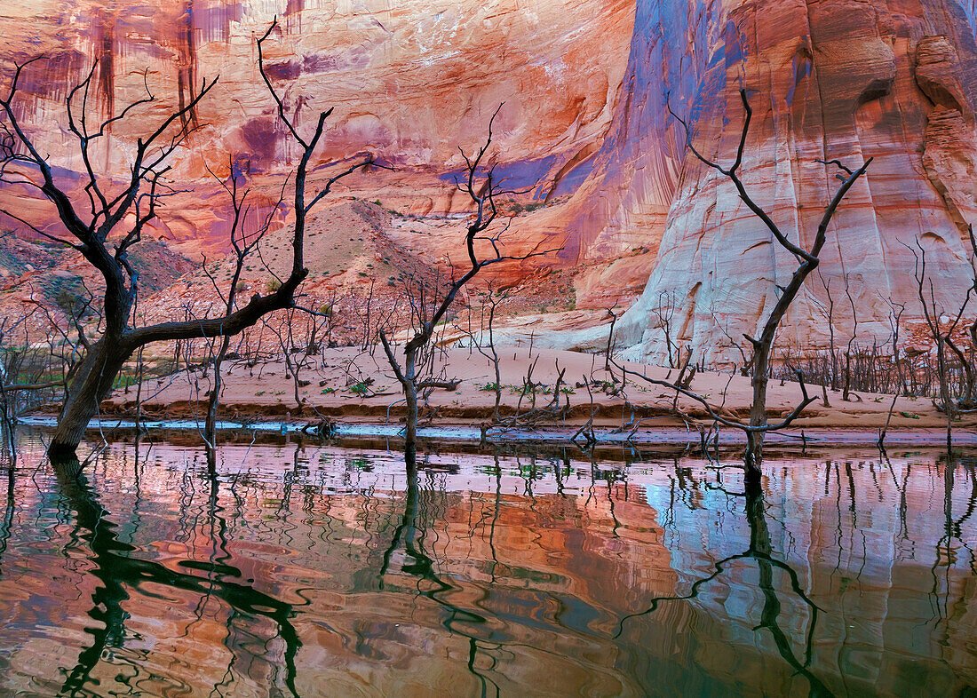 USA, Utah, Glen Canyon National Recreation Area. Drought reveals dead trees that are normally underwater