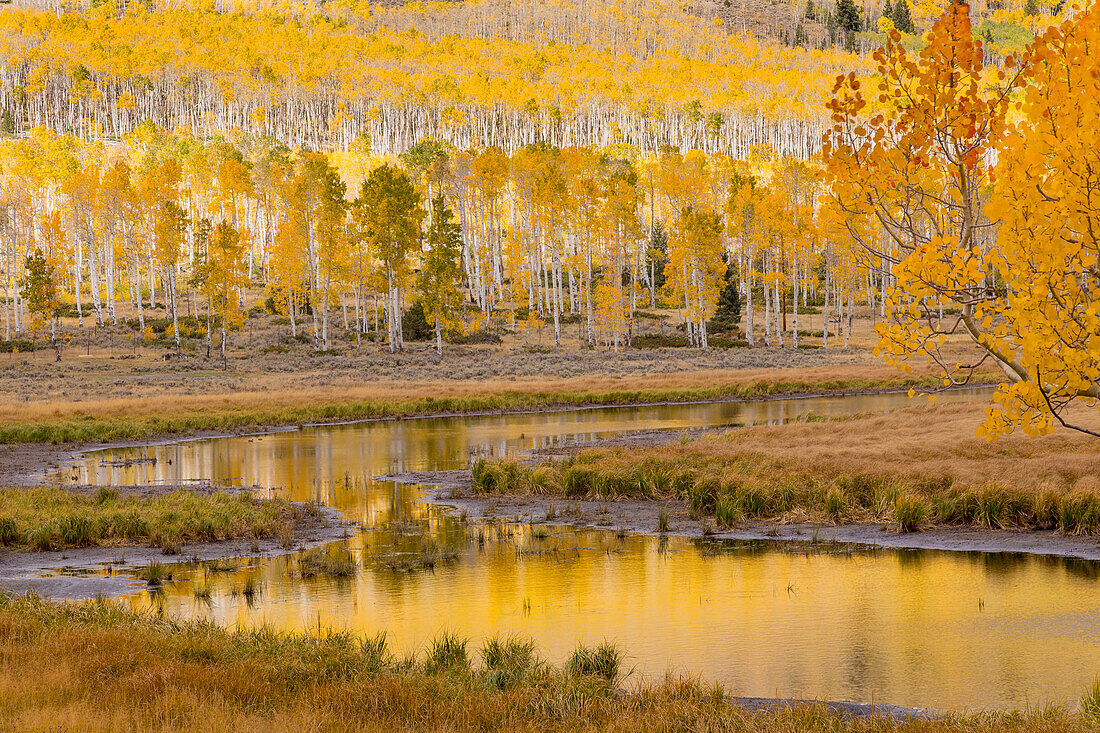 USA, Utah, Fishlake National Forest. Ponds and forest landscape