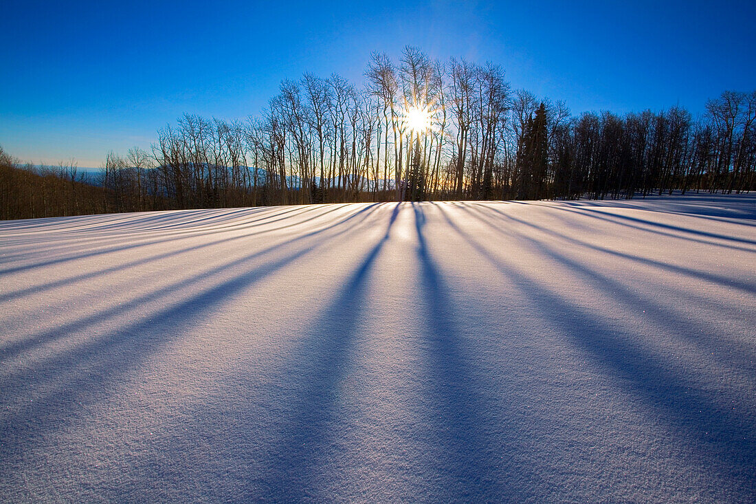 USA, Utah, Dixie National Forest, Boulder Mountain, Aspen at sunrise