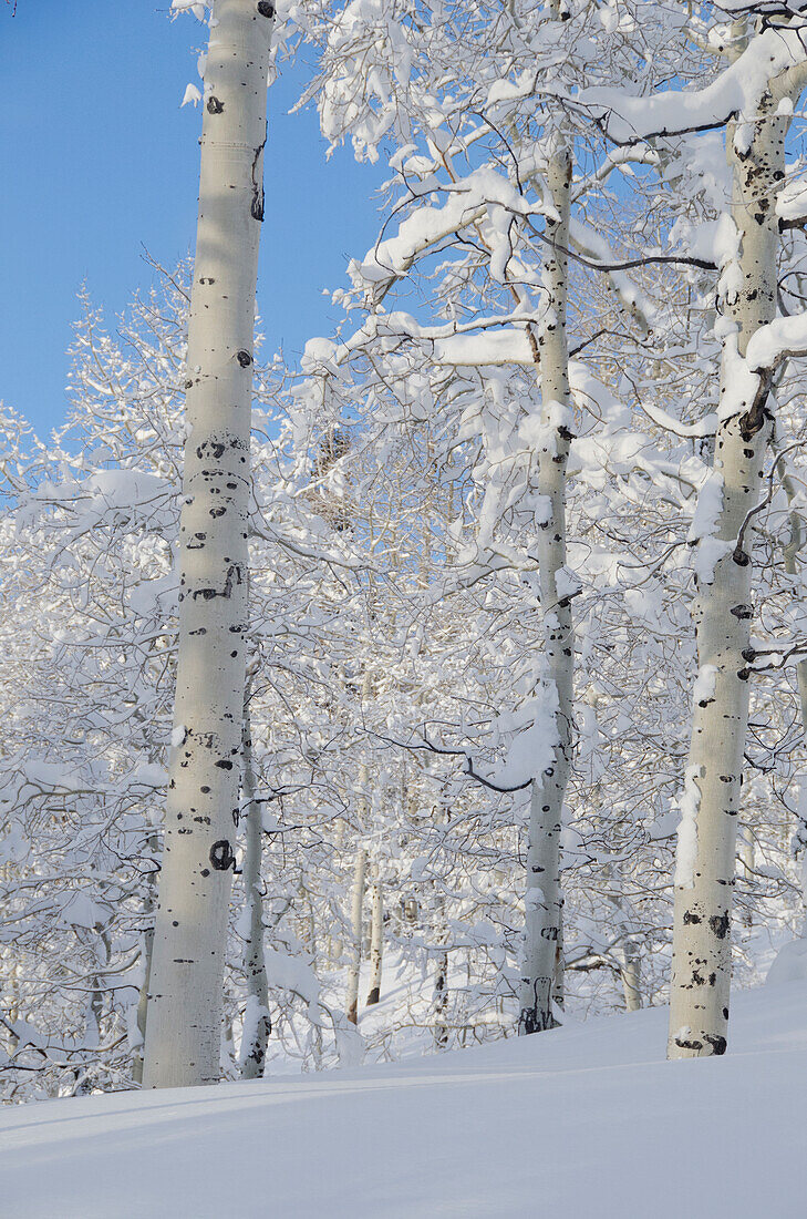 Neuschnee, schneebedeckte Espen, Beartrap-Desolation Ridge, Short Swing Area, Big Cottonwood Canyon, Uinta Wasatch Cache National Forest, in der Nähe von Salt Lake City, Utah.