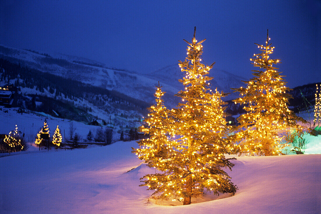 Weihnachtsbäume, Park City, Wastch Mountains, Utah